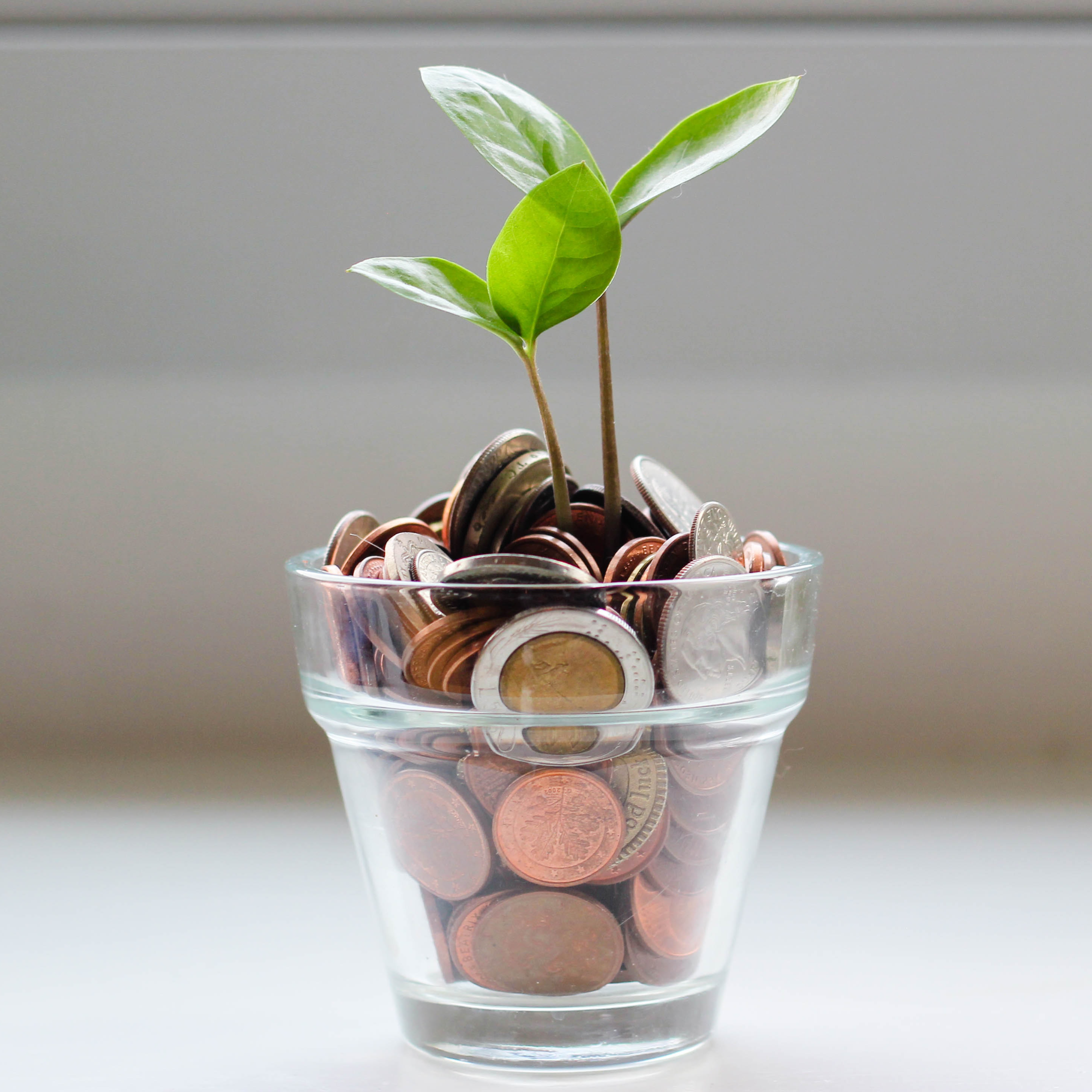 Glass flowerpot holding coins with flower growing from center